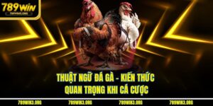 Thuật Ngữ Đá Gà - Kiến Thức Quan Trọng Khi Cá Cược